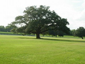 Backyard lawn after first mowing of the season. Backyard lawn after first mowing of the season.